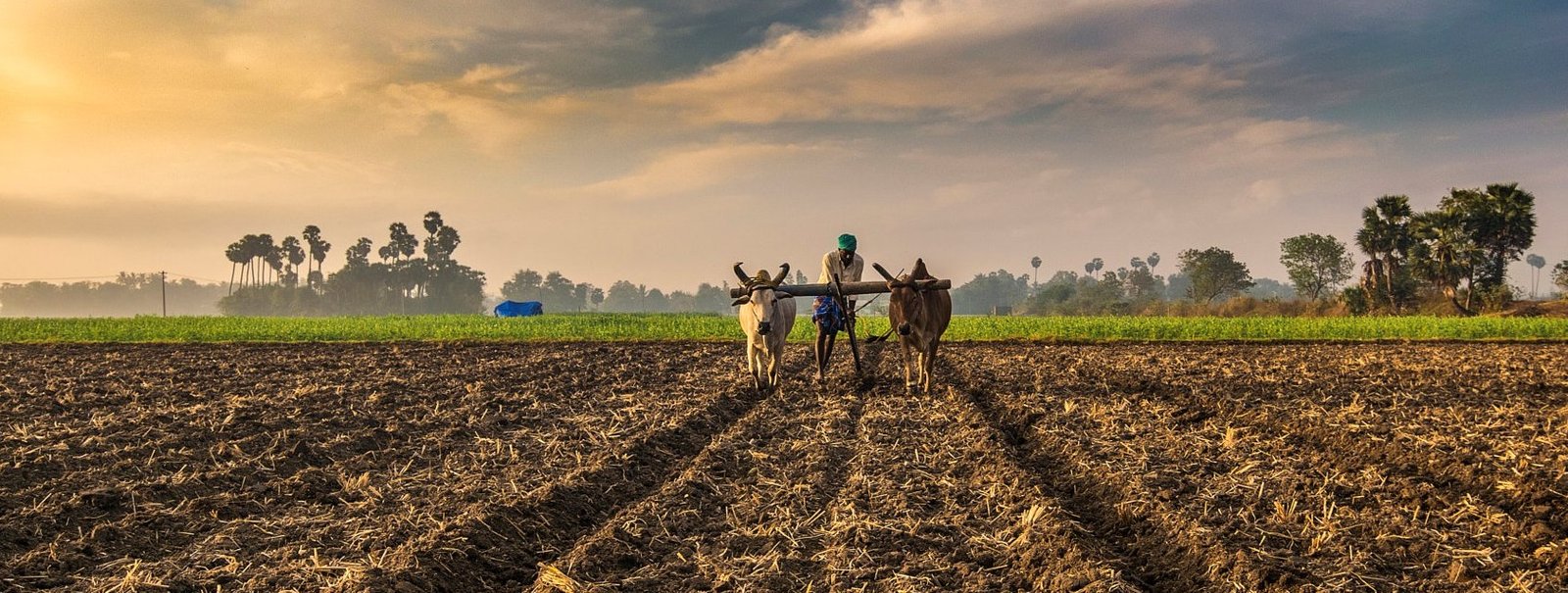 Success in Agriculture Begins with Quality Seeds